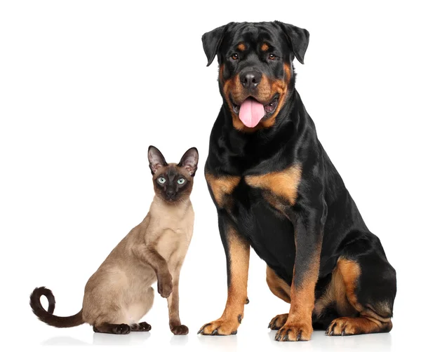 Katze und Hund vor weißem Hintergrund — Stockfoto
