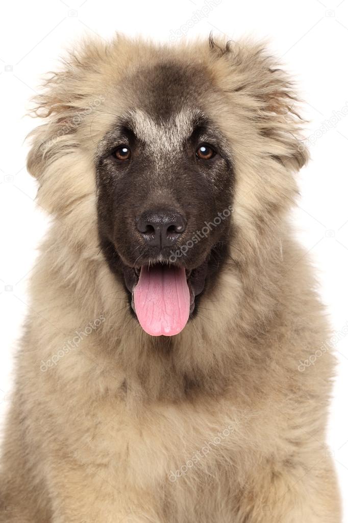 Portrait De Chien De Berger Du Caucase Heureux