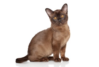 Birman yavru kedi