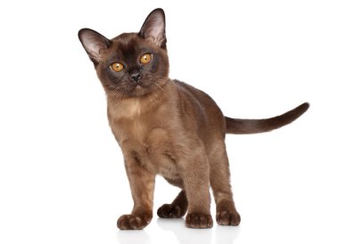 Burma yavru kedi