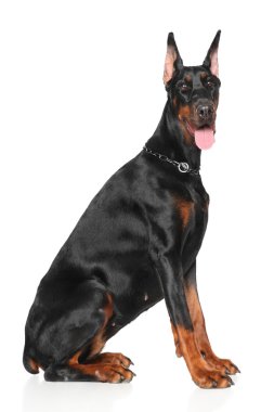 Genç Doberman beyaz arka plan üzerinde
