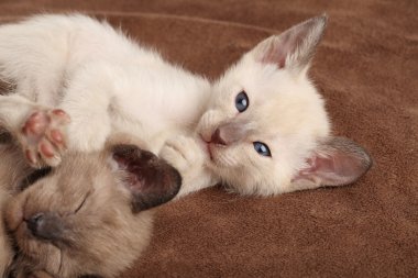 Kahverengi bir battaniye var oynayan yavru kedi