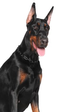 Genç doberman