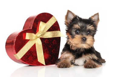 Yorkshire terrier köpek yavrusu ve kırmızı kalp