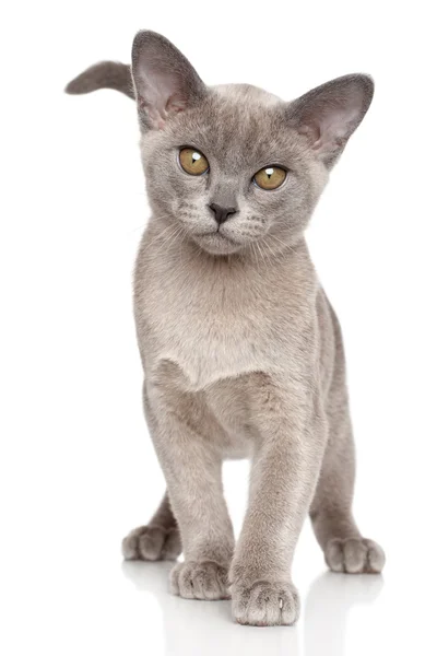 Burmese kitten Close-up portrait — Stock Photo, Image