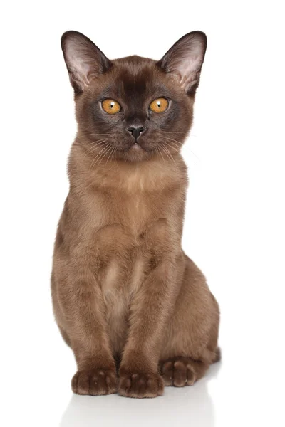 Chocolate Burmese kitten — Stock Photo, Image