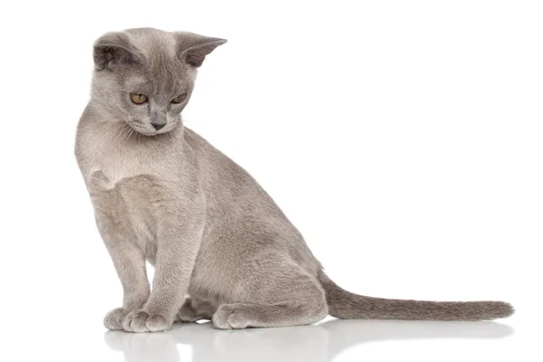 Бірманська кошеня — стокове фото
