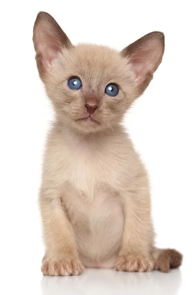 Gatinho oriental — Fotografia de Stock