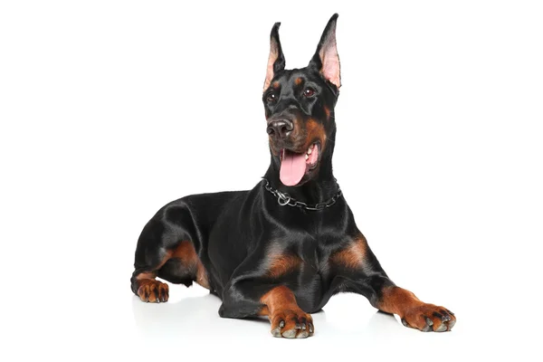 Giovane Doberman su sfondo bianco — Foto Stock