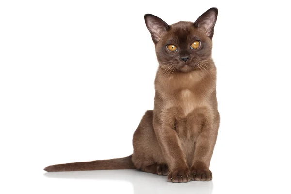 Burmese kitten in front of white background — Stock Photo, Image