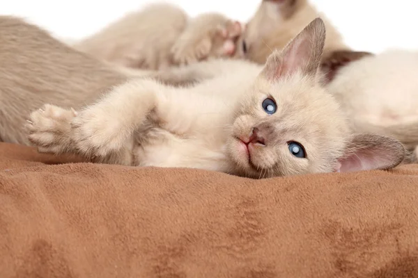 Dinlenme oryantal yavru kedi — Stok fotoğraf
