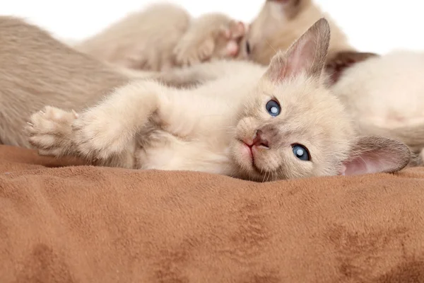 Oriental gatinhos descansando — Fotografia de Stock