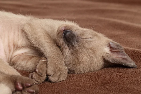 Gatinho dormindo docemente em um cobertor marrom — Fotografia de Stock