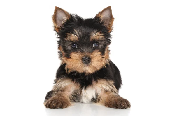 Yorkshire terrier yavrusu — Stok fotoğraf