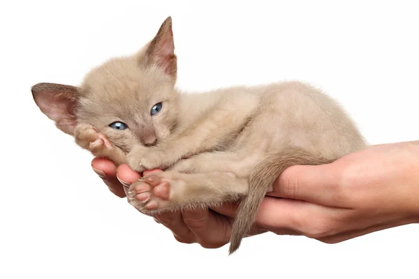 Gatinho a mãos — Fotografia de Stock