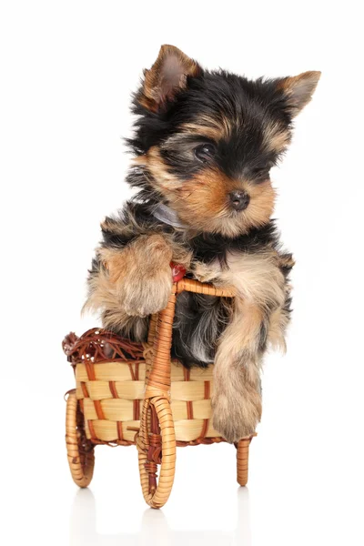 Yorkshire terrier puppy in basket — Stock Photo, Image