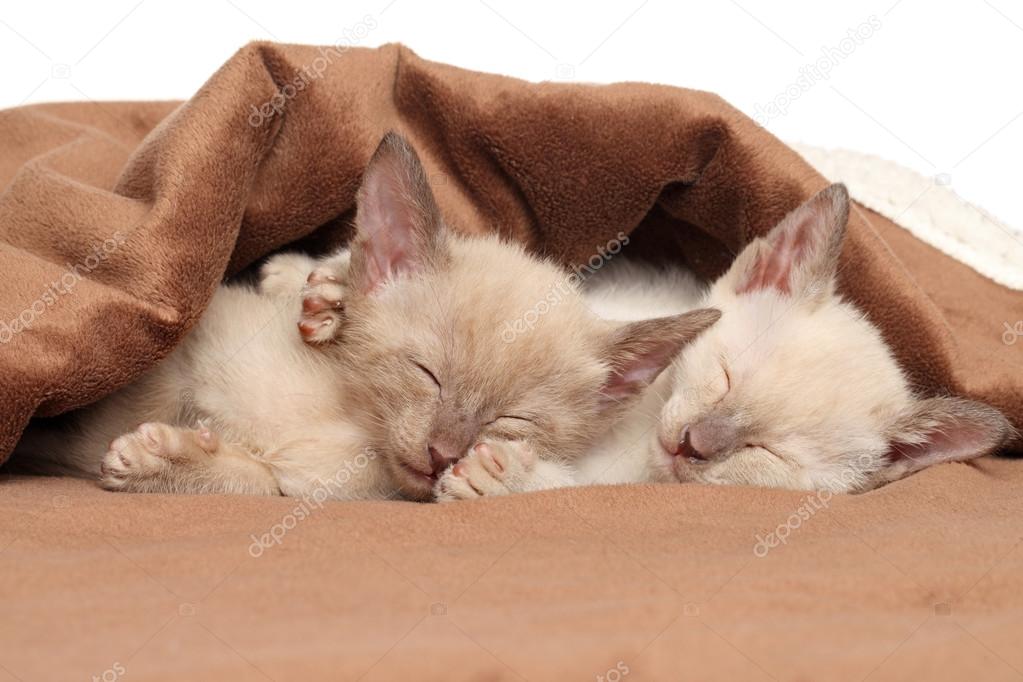 Oriental kittens sleeping under blanket Stock Photo by ©FotoJagodka