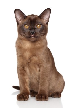 Birman yavru kedi
