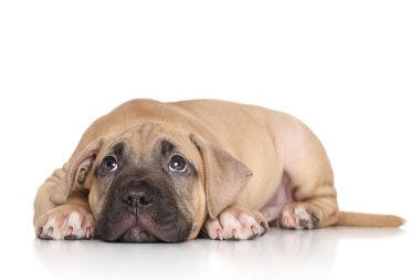 Amerikan Staffordshire Terrier köpeği.