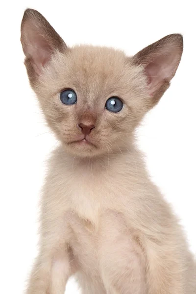 Şirin oryantal yavru kedi — Stok fotoğraf