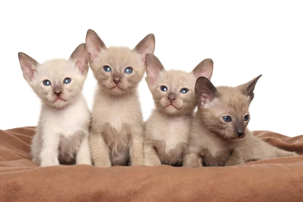 Kahverengi paket üzerinde oryantal yavru kedi — Stok fotoğraf