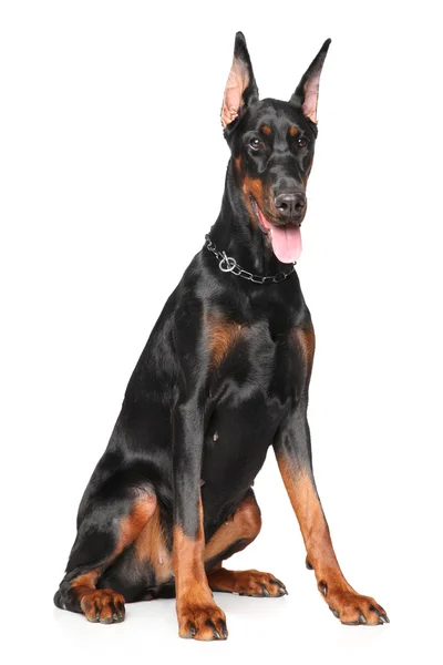 Jovem Doberman no fundo branco — Fotografia de Stock