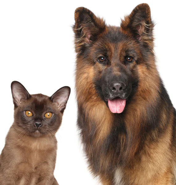 Katze und Hund aus nächster Nähe isoliert — Stockfoto