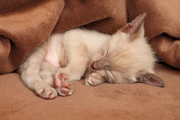 Bonito pouco oriental gatinho dorme — Fotografia de Stock