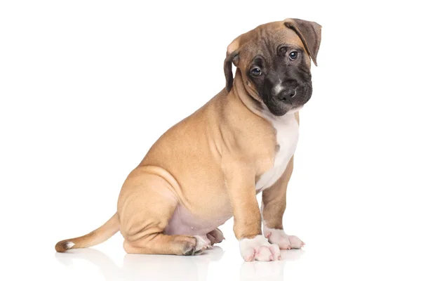 Staffordshire terrier köpek yavrusu — Stok fotoğraf