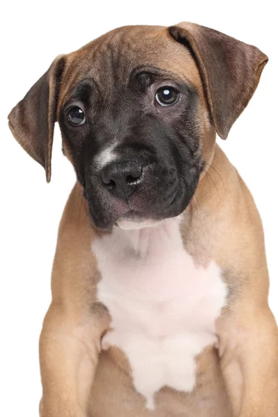 American Staffordshire Terrier κουτάβι — Φωτογραφία Αρχείου