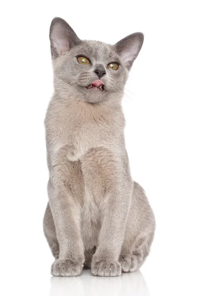 Burmesische Kätzchen gähnen — Stockfoto