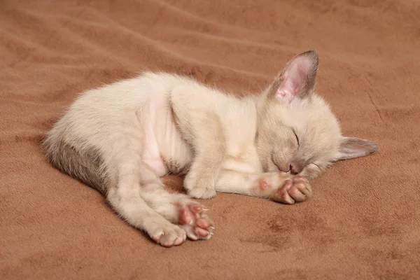 Oriental gatinhos dormir em cobertor — Fotografia de Stock