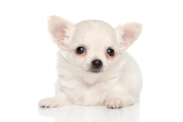 Tiny Chihuahua puppy — Stock Photo, Image