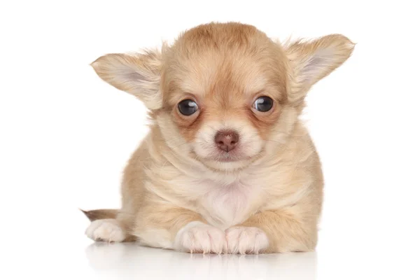 Niedlicher Chihuahua-Welpe auf weißem Hintergrund — Stockfoto
