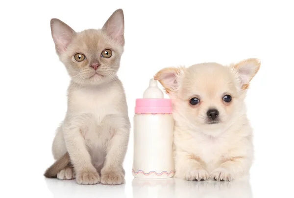 Kitten and puppy near baby bottle — Stock Photo, Image