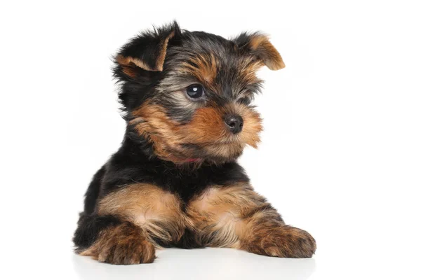 Puppy van de Terriër van Yorkshire — Stockfoto