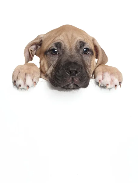 Amstaff puppy above banner — Stock Photo, Image