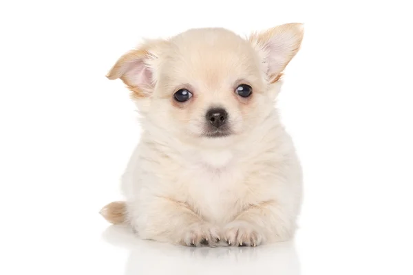 Chihuahua cucciolo — Foto Stock