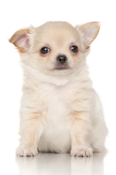 Chiwawa puppy — Stock Photo, Image