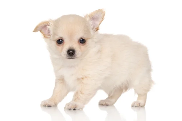 Langhaariger Chihuahua-Welpe — Stockfoto