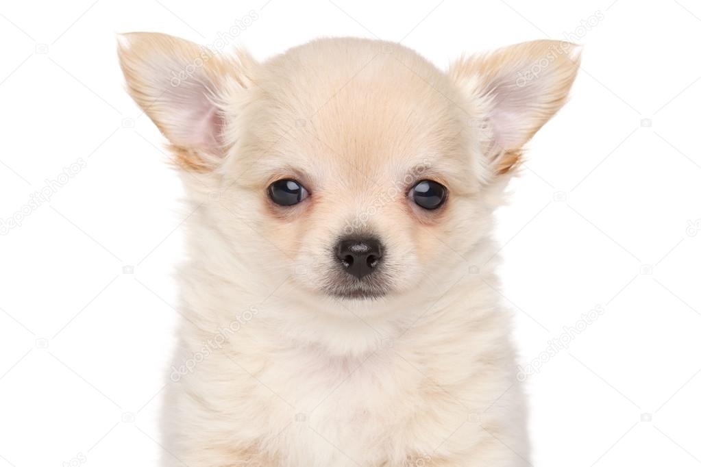 White Long Haired Chihuahua For Sale Long Haired Chihuahua Puppy