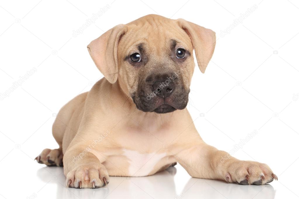 American Staffordshire terrier puppy