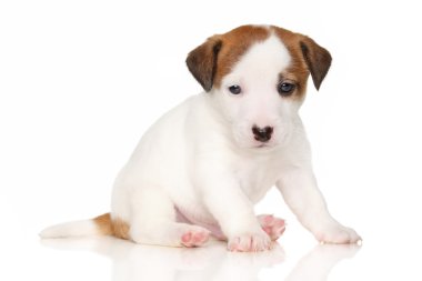 jack Russell terrier yavrusu