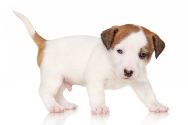 jack Russell terrier yavrusu