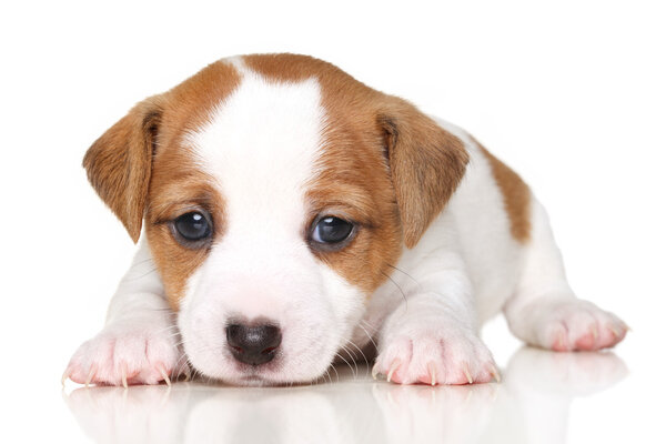 Close-up of Jack Russell terrier puppy — Stock Photo, Image