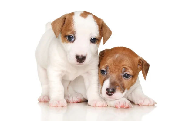 Jack Russell terrier cachorros — Fotografia de Stock
