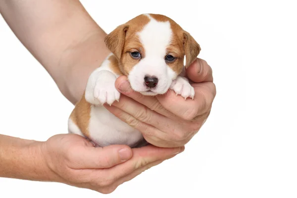 Jack Russell terrier puppy in hands — Stock Photo, Image