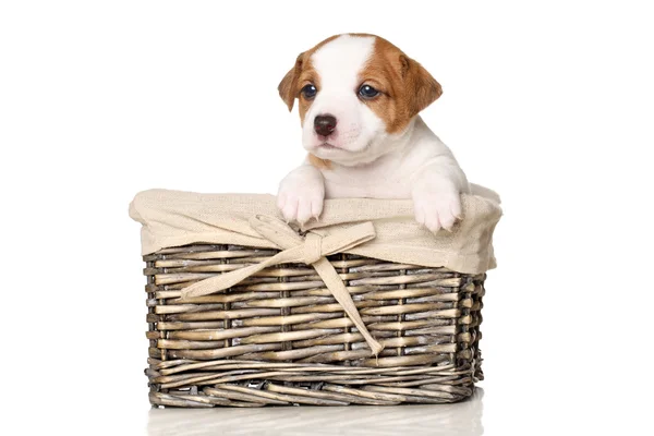 Jack Russell puppy in wicker basket — Stock Photo, Image