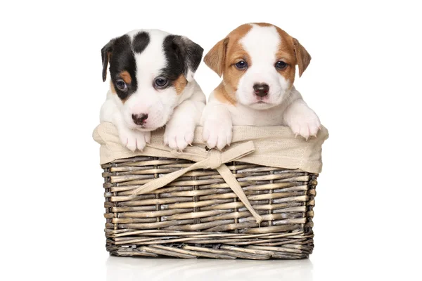 Jack Russell puppies in wicker basket — Stock Photo, Image