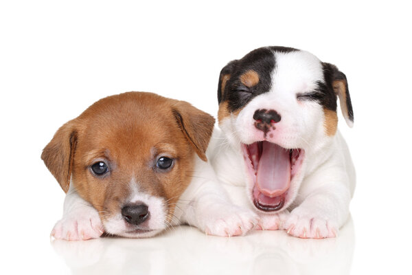 Щенки Джека Рассела
